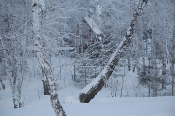 Winter Forest, Russia, Siberia