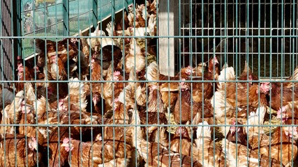 Hühnerfarm, Hühnerzucht, viele Hühner hinter Zaun