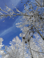 Sunny winter forest and sky