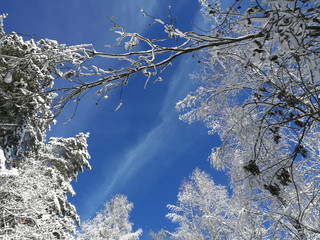 Sunny winter forest and sky