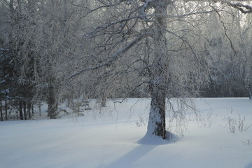 Winter Forest, Russia, Siberia