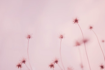 Blurred dry flowers grass on pink background