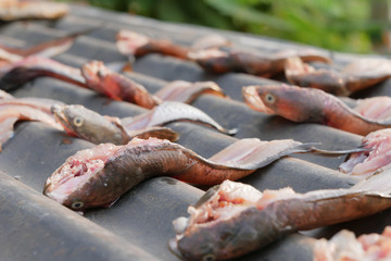 Close up dried snakehead fish exposed with sunlight