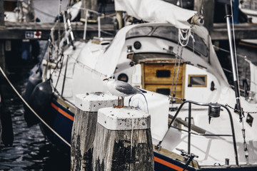 Seagull perched on a pier