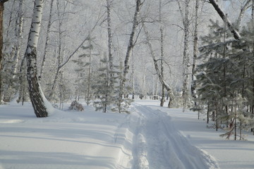 Obraz premium Winter Forest, Russia, Siberia