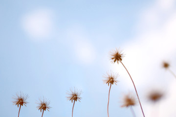 Obraz premium Dry flowers grass with blue sky background