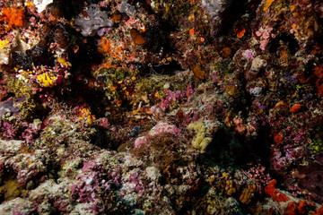 Obraz na płótnie Canvas Coral Reef at the Maldives 