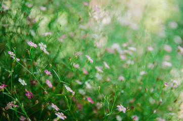 close up of white and pink flower