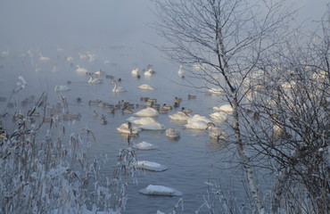 Altai Winter