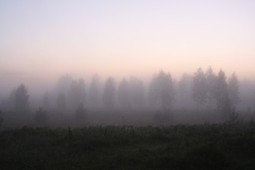 evening tree field in fog near forest
