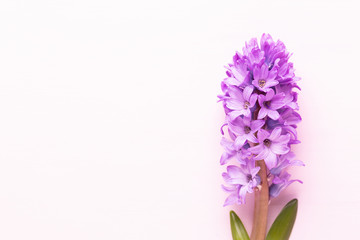 Flowers composition with hyacinths. Spring flowers on color background. Easter concept. Flat lay,...