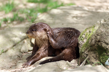Profil de loutre