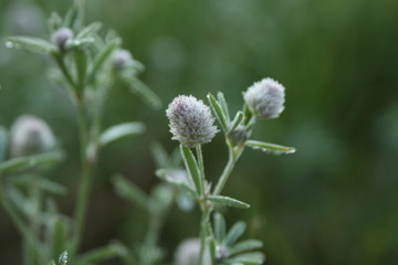 Closeup macro dew green flower
