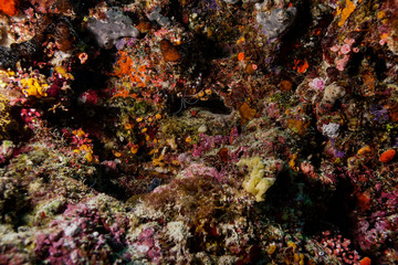 Obraz na płótnie Canvas Coral Reef at the Maldives 