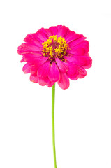 zinnia flower