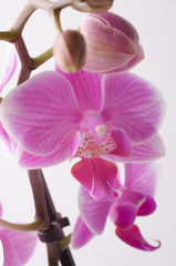 Fototapeta na wymiar fleur d'orchidée