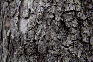 Background texture of tree bark. Skin the bark of a tree that traces cracking