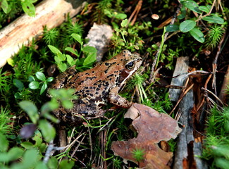 invisible frog among forest green of plants