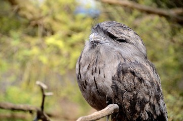 Wild life birds