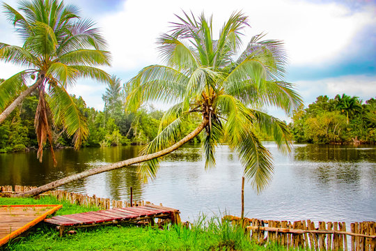 Wooden dam and palms in traditional indian village Boca de Guama Nature Reserve.