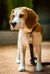 Tilly the beagle