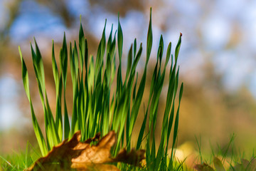 Selective focus of a patch of freshly sprouted daffodils leaves in a spring blurred background....