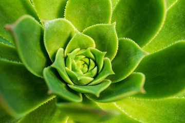 Selective focus of a vibrant green tree houseleek, Aeonium, succulent plant. Closeup of leaves in a radial rosette pattern, with jagged edges. Green floral background.
