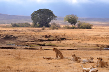 Löwen im Ngorongoro Krater © hanspeter