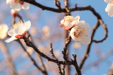white flowers in spring