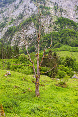 An old tree grows on a lawn in the alpine mountains