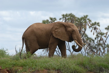Fototapeta na wymiar Elephant Samburu NP