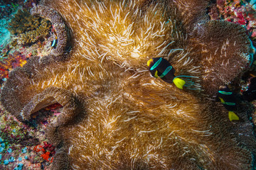 Anemone fish and coral at the Maldives