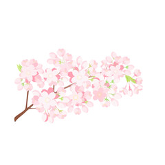 桜の枝　満開