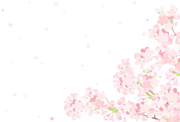 桜　背景イラスト