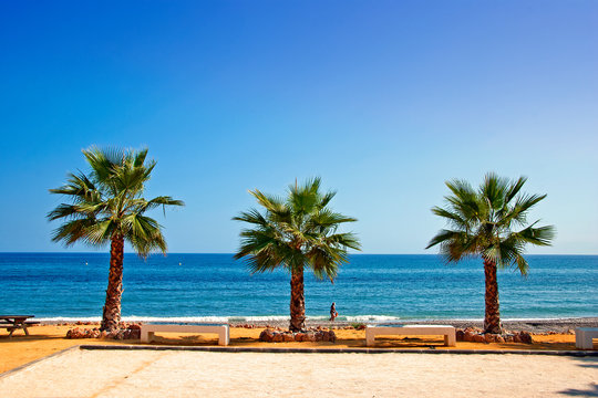 Palm trees on Playa del Penoncillo beach Torrox Costa Andalusia Costa del Sol Spain