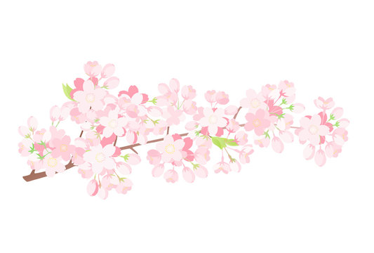 桜の枝　満開