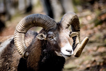 muflon zwierze ssak leśne tło © Tomasz