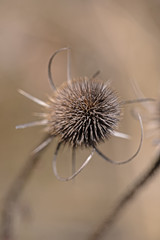 Close-up of a wild teasel, very low depth of field