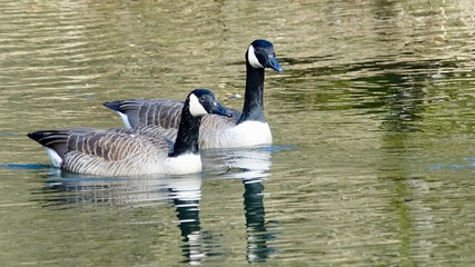 Kanada Gänse, schwimmend auf einem See im Bergischen Land 
