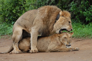 Fototapeta na wymiar Löwen bei der Paarung
