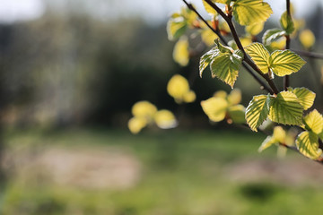 spring fresh leaves on a tree sunset