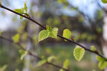 fresh spring leaves on a tree