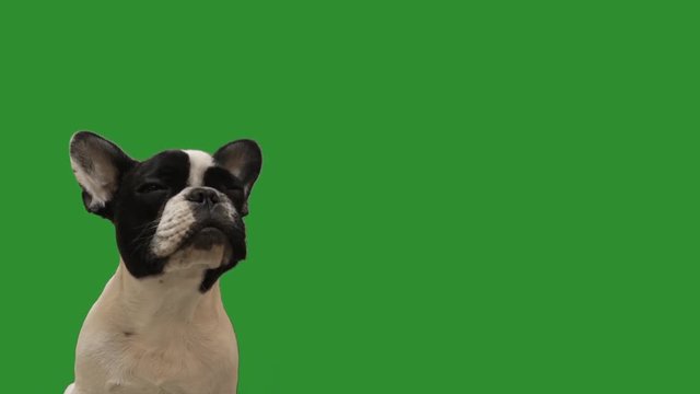 french bulldog on green screen