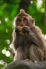 Animal/Wildlife concept. Close up view of the macaque monkey in Monkey Forest Ubud, tourist popular attraction/destination in Bali, Indonesia. 
