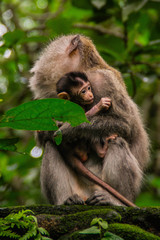 Animal/wildlife concept. View of the adult macaque monkey holding little cute baby monkey in Sacred Monkey Forest Ubud, Bali Indonesia. Tourist popular attraction/destination.