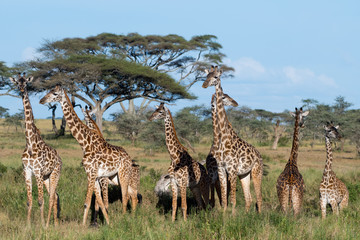 Fototapeta premium Giraffen mit Schirmakazie