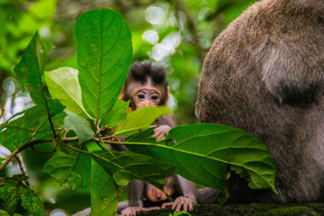Animal/wildlife concept. View of the adult macaque monkey holding little cute baby monkey in Sacred Monkey Forest Ubud, Bali Indonesia. Tourist popular attraction/destination.