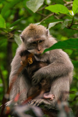 Animal/wildlife concept. View of the adult macaque monkey holding little cute baby monkey in Sacred Monkey Forest Ubud, Bali Indonesia. Tourist popular attraction/destination.