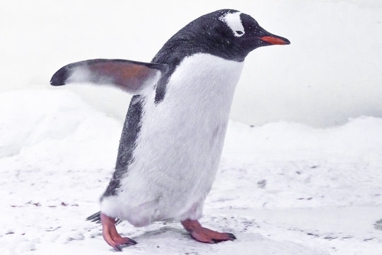 Cute gentoo penguim walking on the ice