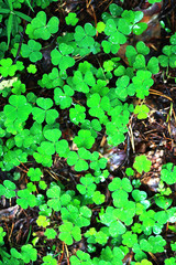 Background from plant clover four leaf. Irish traditional symbol. St.Patrick 's Day.